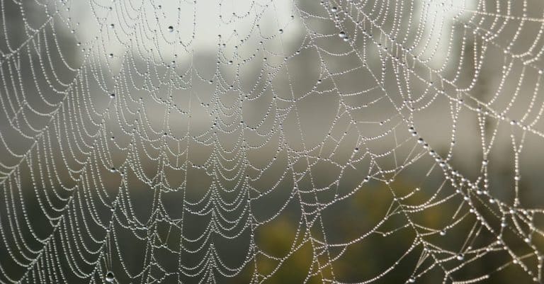Comment l&rsquo;architecture s&rsquo;inspire-t-elle de la nature ?